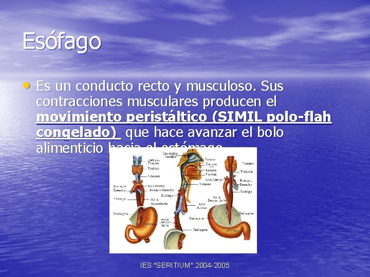 Esófago • Es un conducto recto y musculoso. Sus contracciones musculares producen el movimiento