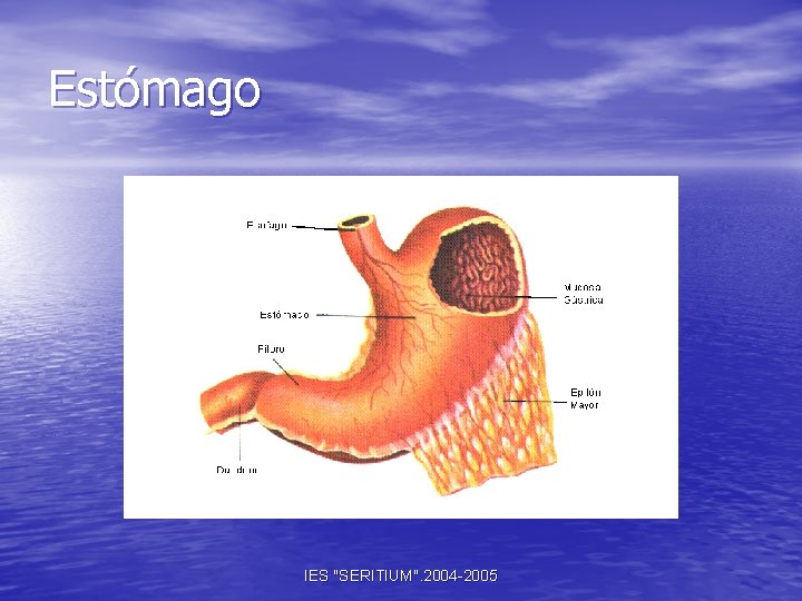 Estómago IES "SERITIUM". 2004 -2005 