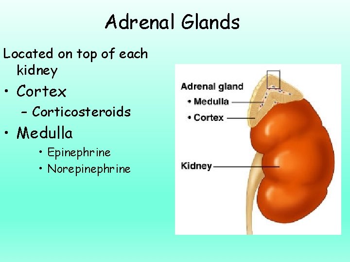 Adrenal Glands Located on top of each kidney • Cortex – Corticosteroids • Medulla
