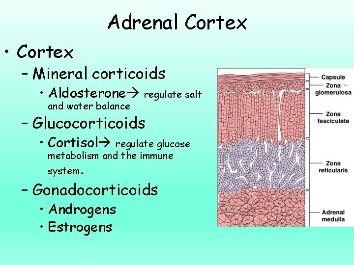 Adrenal Cortex • Cortex – Mineral corticoids • Aldosterone regulate salt and water balance