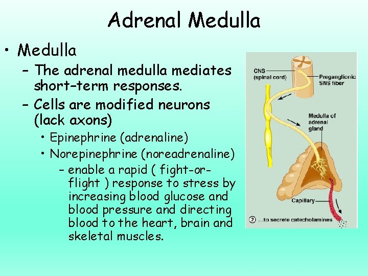 Adrenal Medulla • Medulla – The adrenal medulla mediates short–term responses. – Cells are
