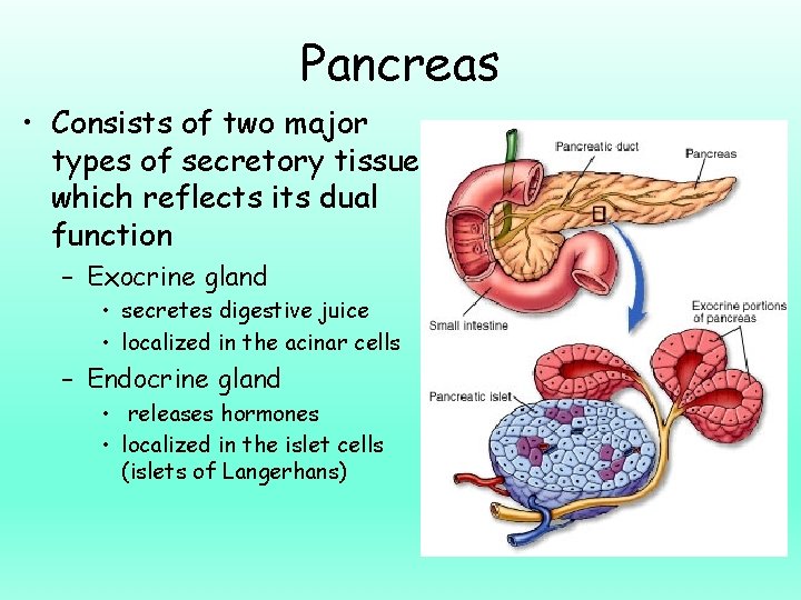 Pancreas • Consists of two major types of secretory tissues which reflects its dual