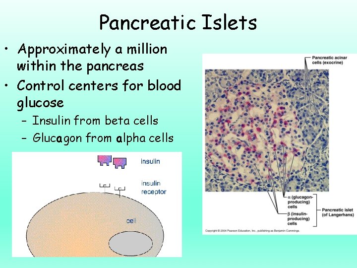 Pancreatic Islets • Approximately a million within the pancreas • Control centers for blood