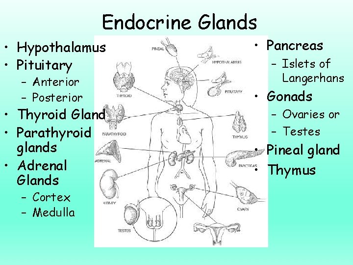 Endocrine Glands • Hypothalamus • Pituitary – Anterior – Posterior • Thyroid Gland •