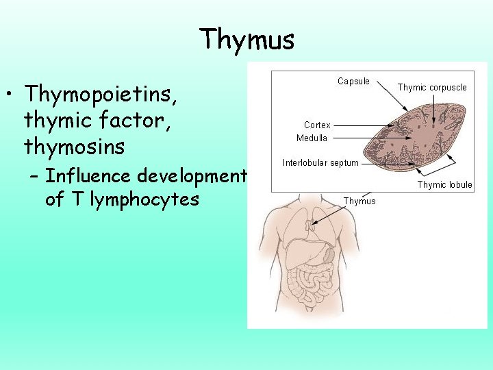 Thymus • Thymopoietins, thymic factor, thymosins – Influence development of T lymphocytes 