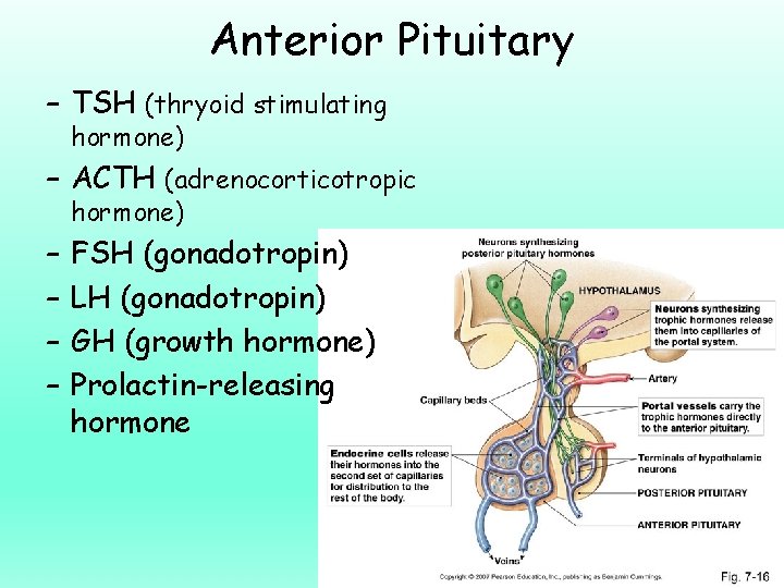 Anterior Pituitary – TSH (thryoid stimulating hormone) – ACTH (adrenocorticotropic hormone) – – FSH
