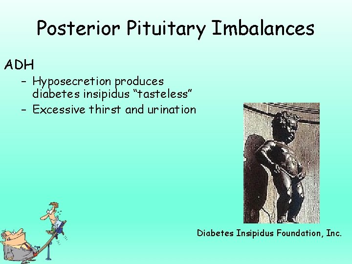 Posterior Pituitary Imbalances ADH – Hyposecretion produces diabetes insipidus “tasteless” – Excessive thirst and