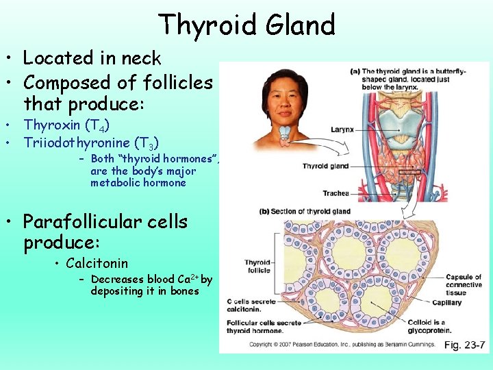 Thyroid Gland • Located in neck • Composed of follicles that produce: • Thyroxin