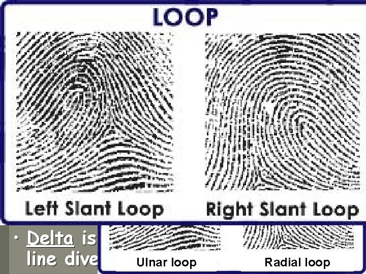 Third Principle cont • Loops- 65 % of the worlds population displays this type Third Principle cont • Loops- 65 % of the worlds population displays this type