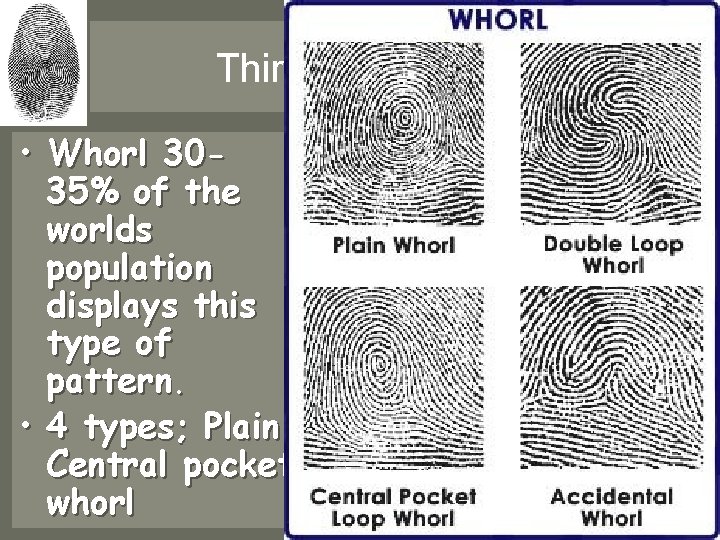 Third Principle cont • Whorl 3035% of the worlds population displays this type of Third Principle cont • Whorl 3035% of the worlds population displays this type of