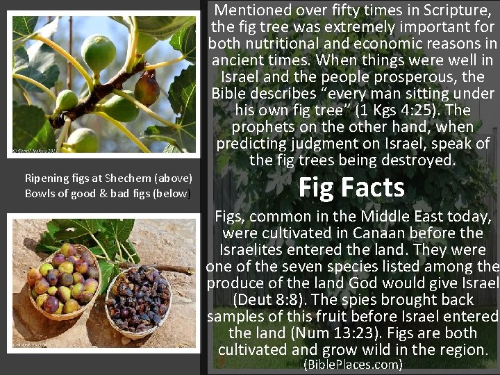 Mentioned over fifty times in Scripture, the fig tree was extremely important for both Mentioned over fifty times in Scripture, the fig tree was extremely important for both