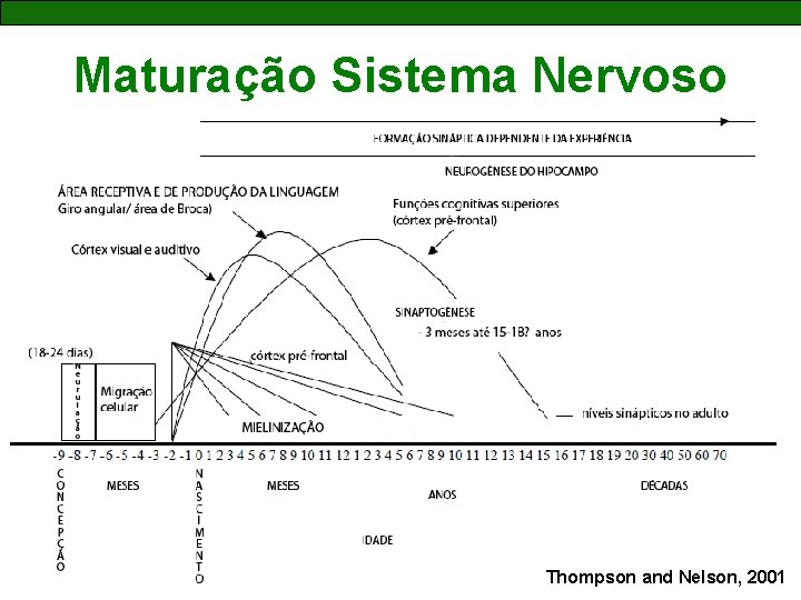 Maturação Sistema Nervoso Thompson and Nelson, 2001 