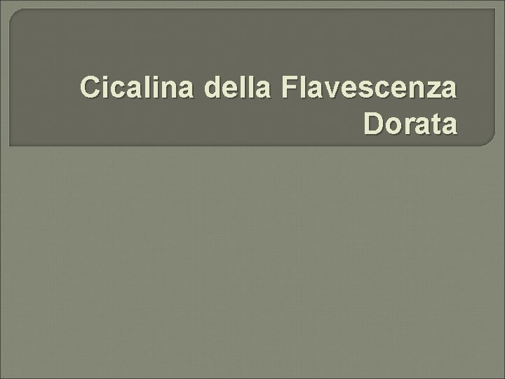 Cicalina della Flavescenza Dorata 