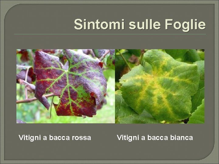 Sintomi sulle Foglie Vitigni a bacca rossa Vitigni a bacca bianca 