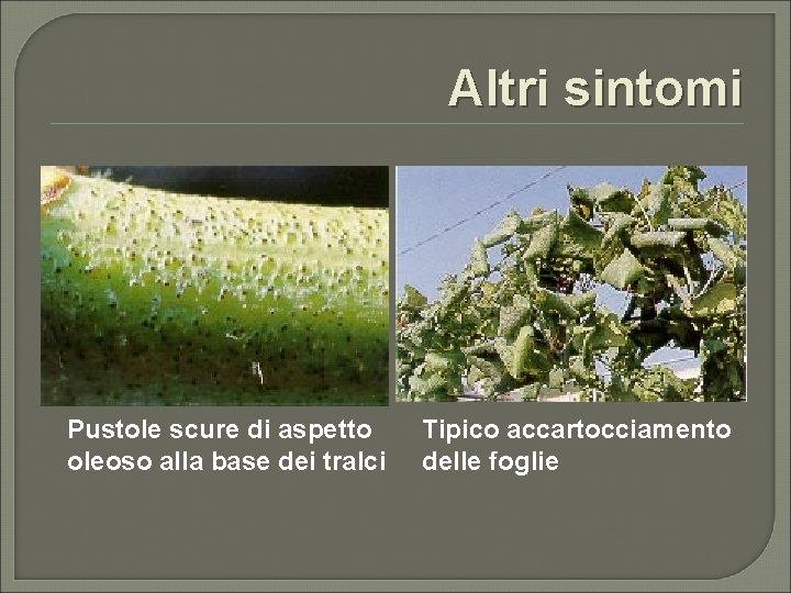 Altri sintomi Pustole scure di aspetto oleoso alla base dei tralci Tipico accartocciamento delle