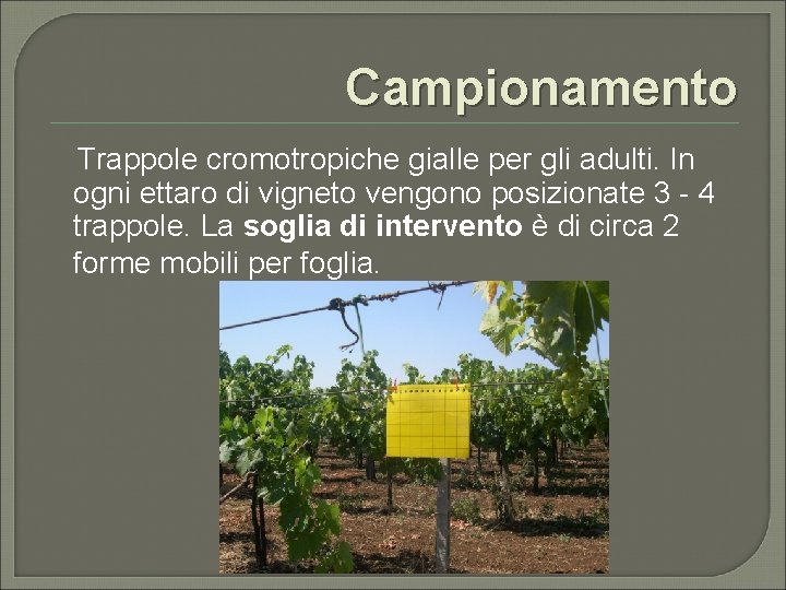 Campionamento Trappole cromotropiche gialle per gli adulti. In ogni ettaro di vigneto vengono posizionate