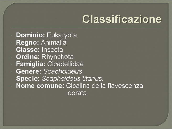 Classificazione Dominio: Eukaryota Regno: Animalia Classe: Insecta Ordine: Rhynchota Famiglia: Cicadellidae Genere: Scaphoideus Specie: