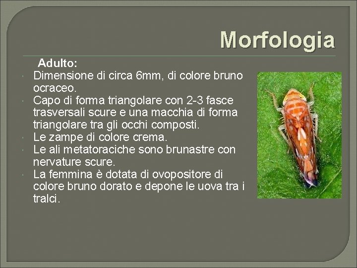 Morfologia Adulto: Dimensione di circa 6 mm, di colore bruno ocraceo. Capo di forma