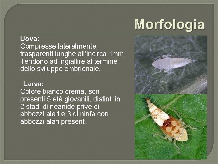 Morfologia Uova: Compresse lateralmente, trasparenti lunghe all’incirca 1 mm. Tendono ad ingiallire al termine