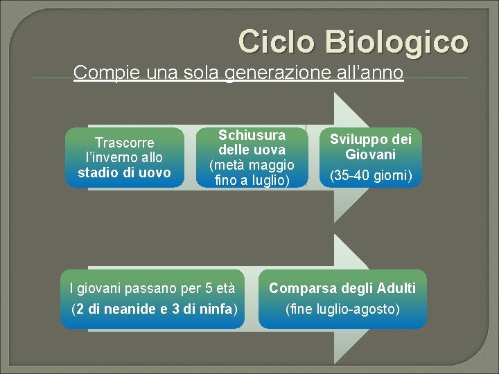 Ciclo Biologico Compie una sola generazione all’anno Trascorre l’inverno allo stadio di uovo Schiusura