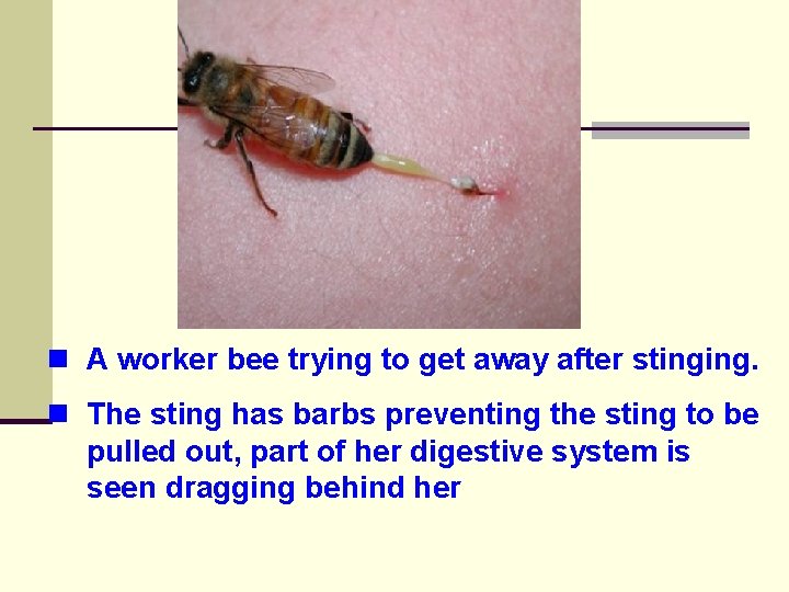 n A worker bee trying to get away after stinging. n The sting has