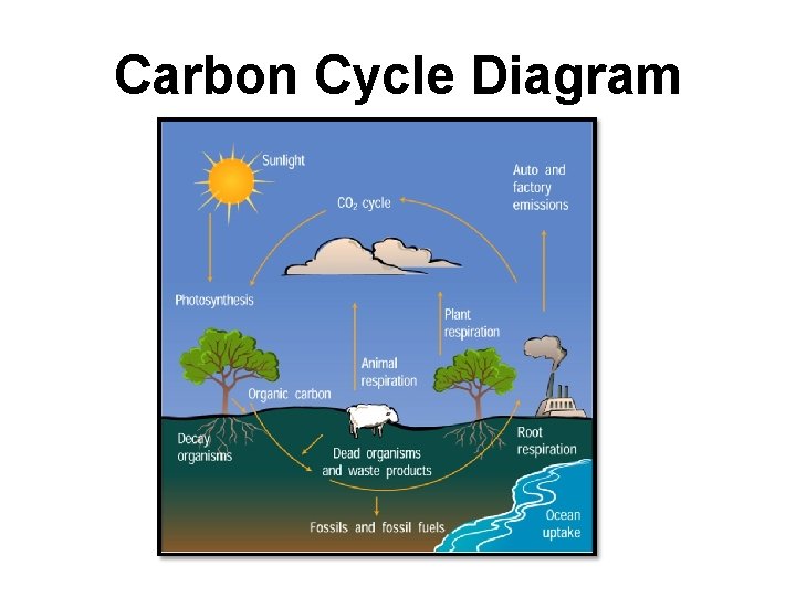 Carbon Cycle Diagram 