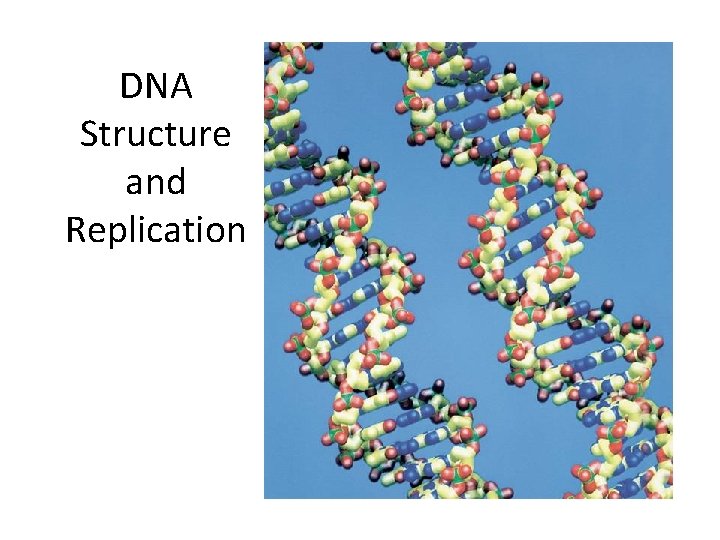 DNA Structure and Replication 