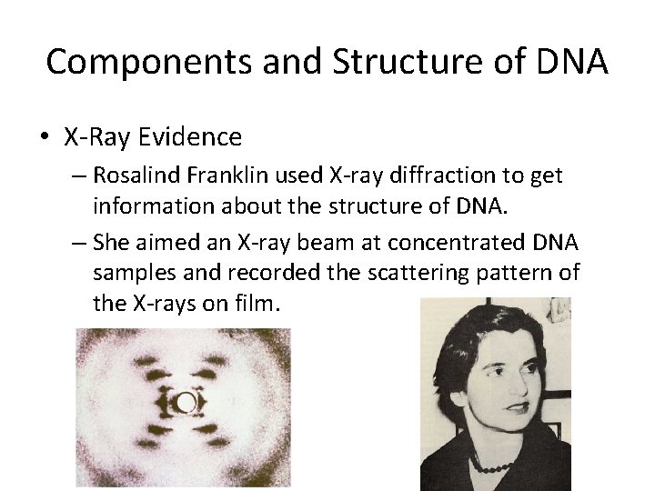 Components and Structure of DNA • X-Ray Evidence – Rosalind Franklin used X-ray diffraction