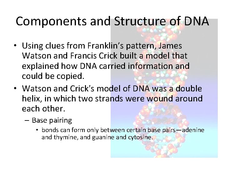 Components and Structure of DNA • Using clues from Franklin’s pattern, James Watson and