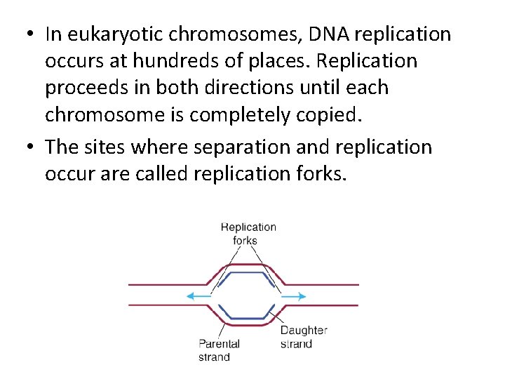  • In eukaryotic chromosomes, DNA replication occurs at hundreds of places. Replication proceeds