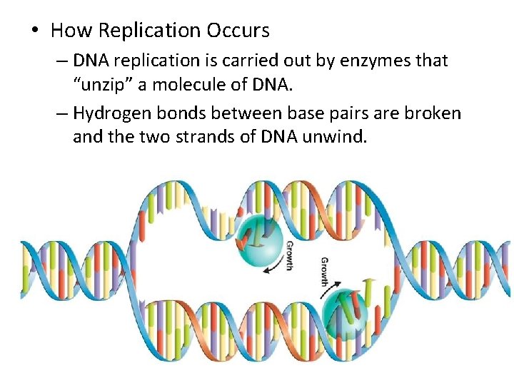 • How Replication Occurs – DNA replication is carried out by enzymes that