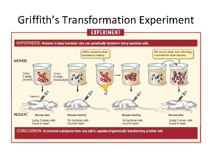 Griffith’s Transformation Experiment 