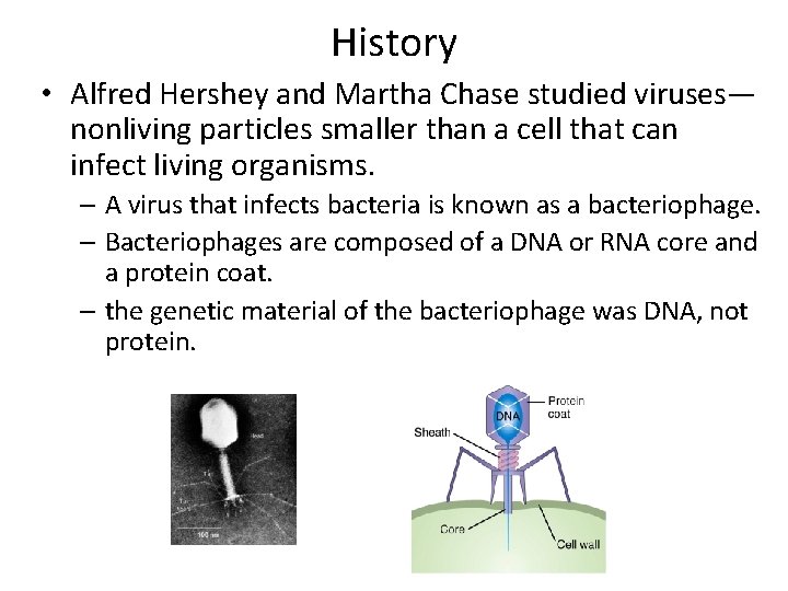 History • Alfred Hershey and Martha Chase studied viruses— nonliving particles smaller than a