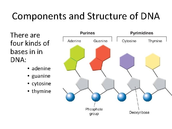 Components and Structure of DNA There are four kinds of bases in in DNA: