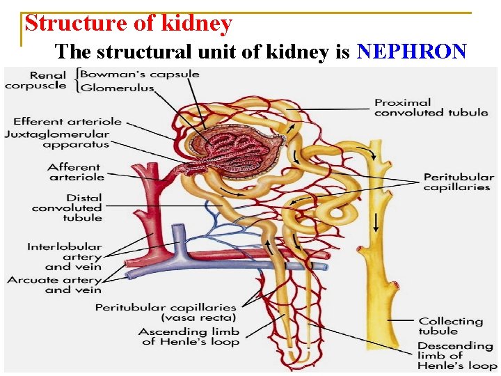 Structure of kidney The structural unit of kidney is NEPHRON 