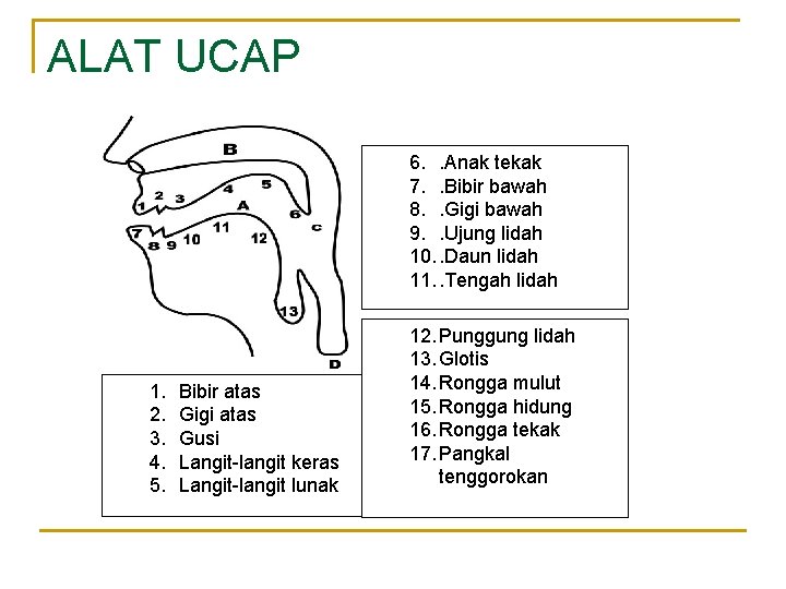ALAT UCAP 6. . Anak tekak 7. . Bibir bawah 8. . Gigi bawah ALAT UCAP 6. . Anak tekak 7. . Bibir bawah 8. . Gigi bawah