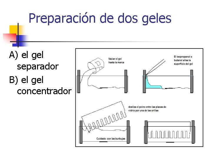 Preparación de dos geles A) el gel separador B) el gel concentrador 