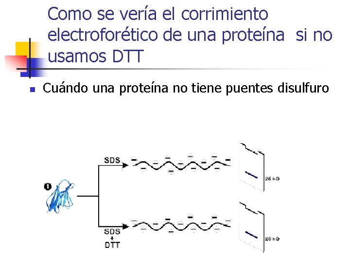 Como se vería el corrimiento electroforético de una proteína si no usamos DTT n