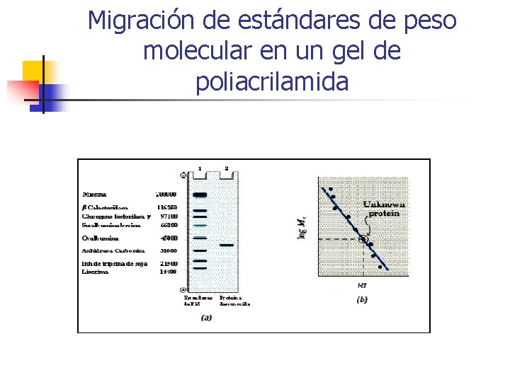 Migración de estándares de peso molecular en un gel de poliacrilamida 