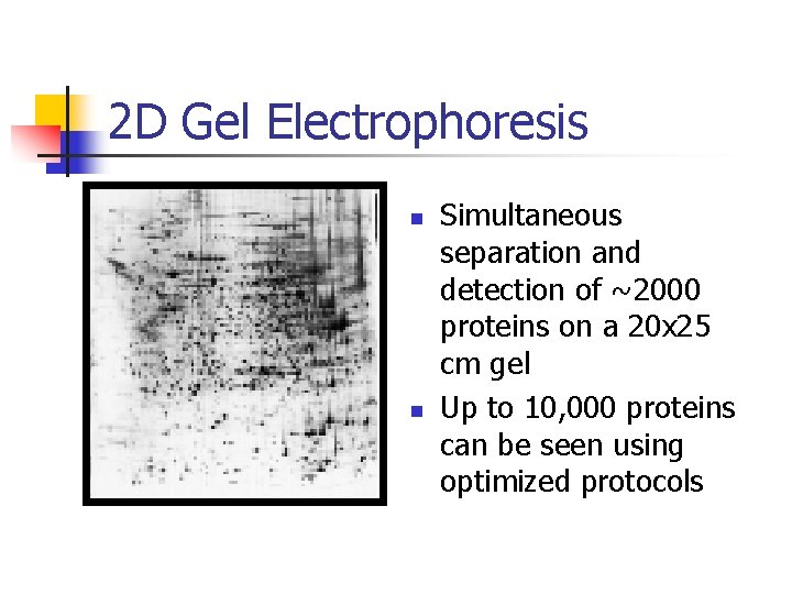 2 D Gel Electrophoresis n n Simultaneous separation and detection of ~2000 proteins on