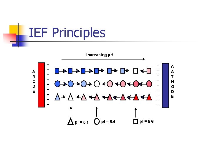 IEF Principles Increasing p. H A N O D E _ _ _ _