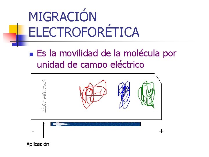 MIGRACIÓN ELECTROFORÉTICA n Es la movilidad de la molécula por unidad de campo eléctrico