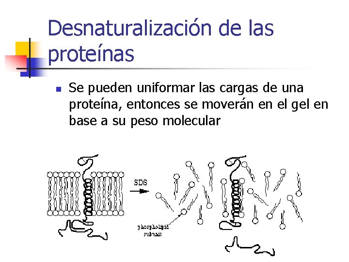 Desnaturalización de las proteínas n Se pueden uniformar las cargas de una proteína, entonces
