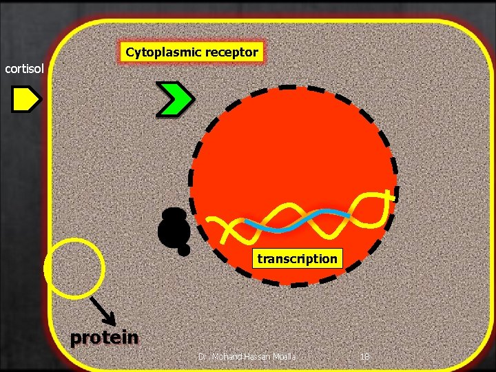 Cytoplasmic receptor cortisol transcription protein Dr. Mohand Hassan Moalla 18 