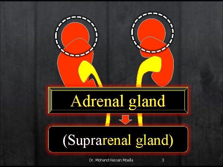 Adrenal gland (Suprarenal gland) Dr. Mohand Hassan Moalla 3 