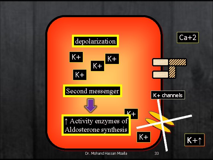Ca+2 depolarization K+ K+ Second messenger K+ ↑ Activity enzymes of Aldosterone synthesis Dr.