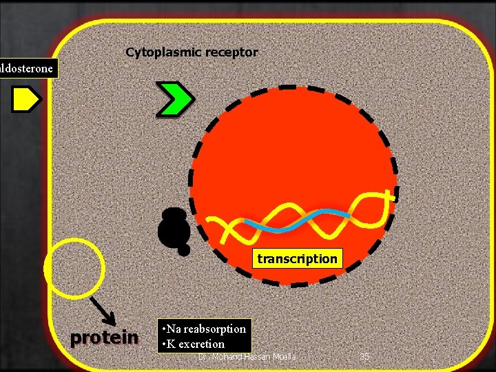 Cytoplasmic receptor aldosterone transcription protein • Na reabsorption • K excretion Dr. Mohand Hassan