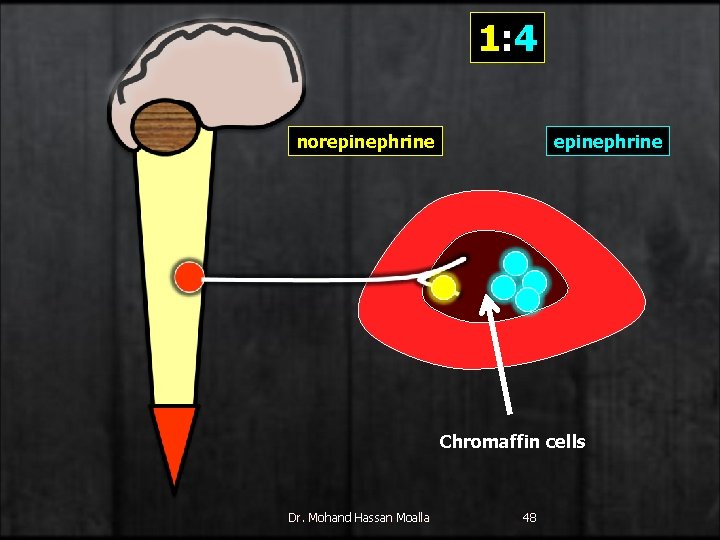 1 : 4 norepinephrine Chromaffin cells Dr. Mohand Hassan Moalla 48 