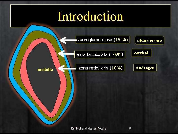 Introduction zona glomerulosa (15 %) aldosterone cortisol zona fasciculata ( 75%) medulla zona reticularis