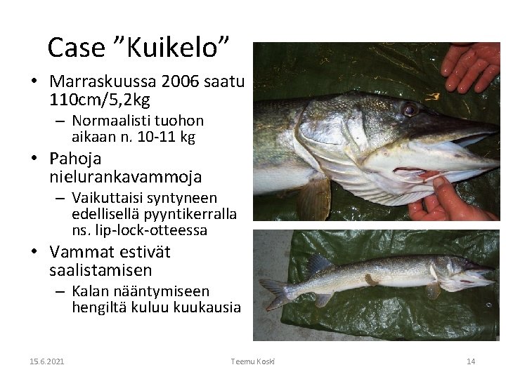 Case ”Kuikelo” • Marraskuussa 2006 saatu 110 cm/5, 2 kg – Normaalisti tuohon aikaan